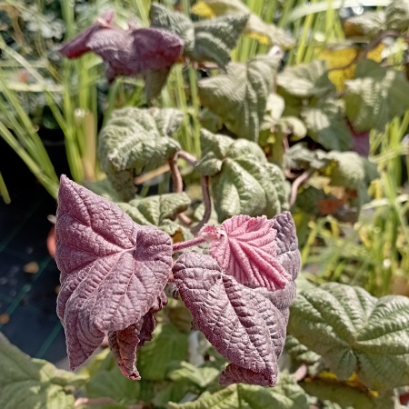 Лещина "Red Majestic" (Ред Маджестик)