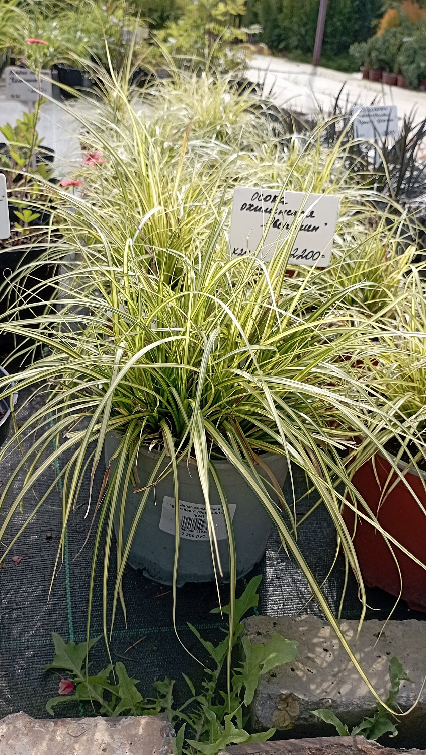 Осока охименская "Eversheen" (Эвершин)