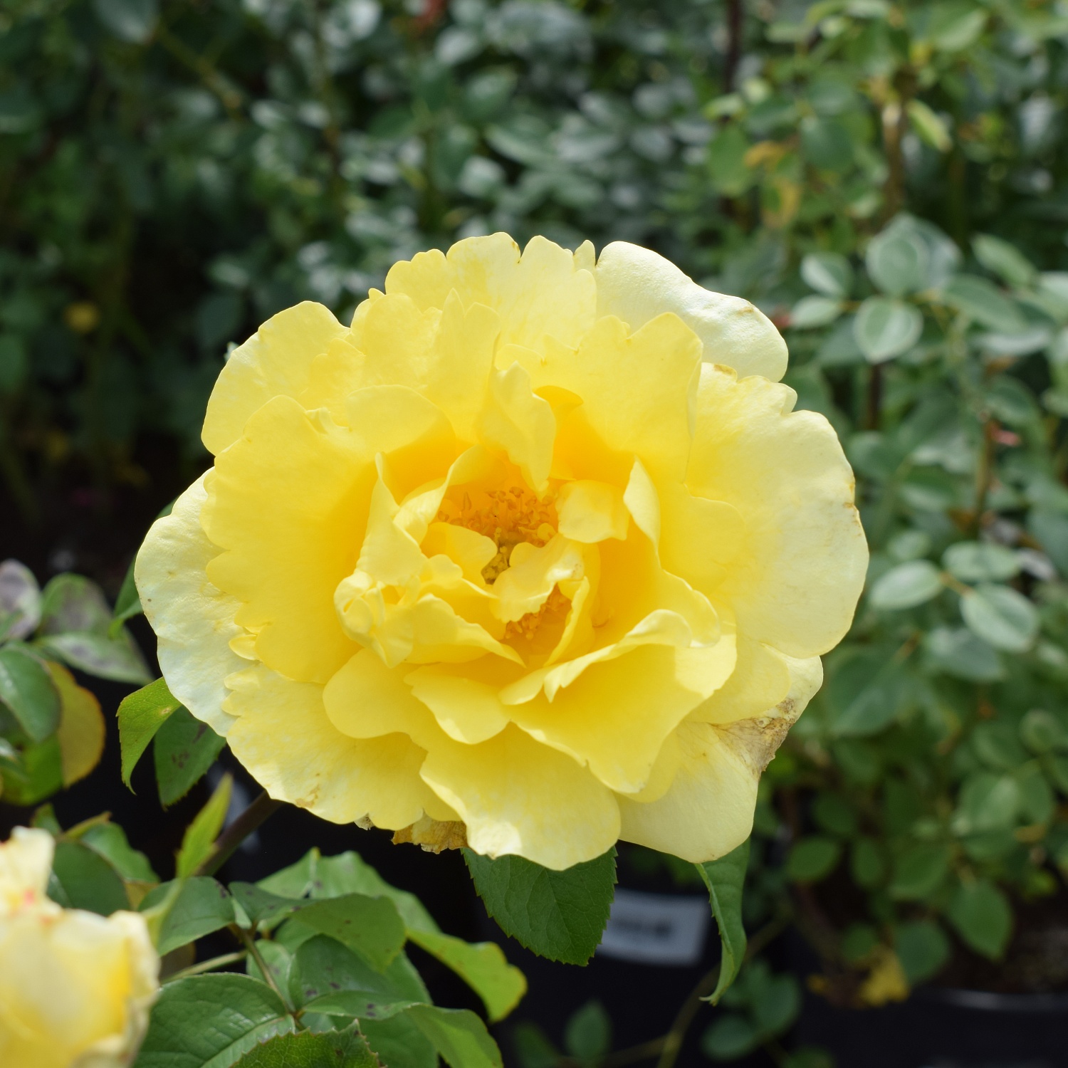 Розы красные… Розы прекрасные…. Или 200 сортов кустовых роз, которые могут украсить ваш сад и вашу жизнь! Розы красные… Розы прекрасные…. Или 200 сортов кустовых роз, которые могут украсить ваш сад и вашу жизнь!