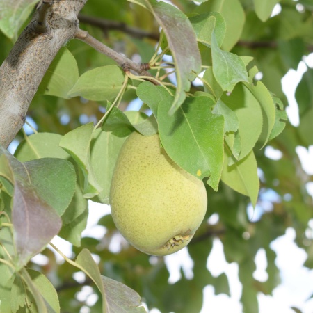 Груша «Чижовская»