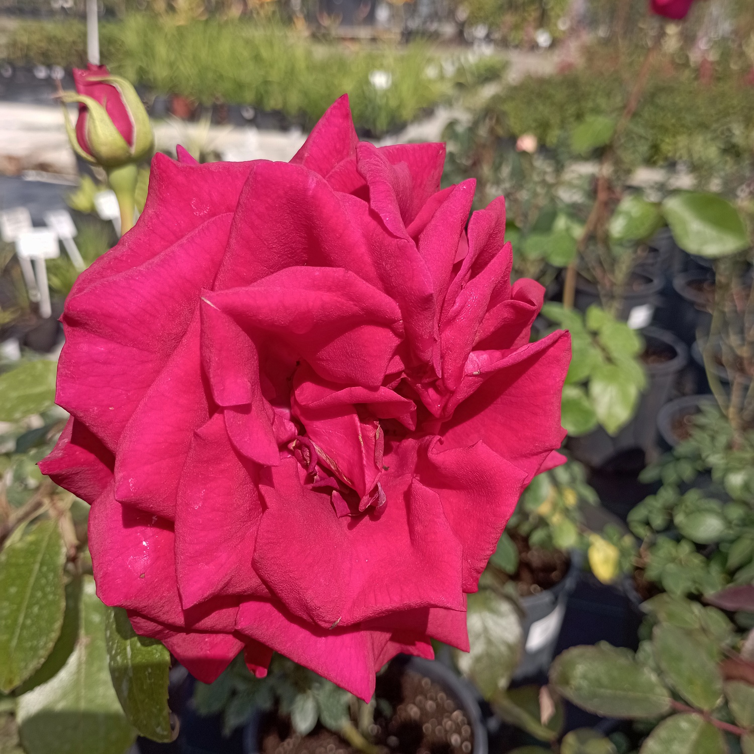 Розы красные… Розы прекрасные…. Или 200 сортов кустовых роз, которые могут украсить ваш сад и вашу жизнь! Розы красные… Розы прекрасные…. Или 200 сортов кустовых роз, которые могут украсить ваш сад и вашу жизнь!