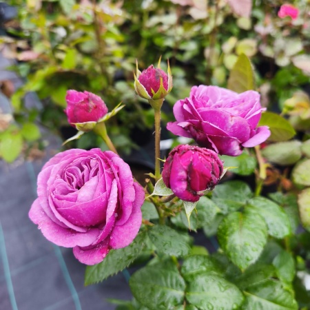 Роза Блю Скай Фри