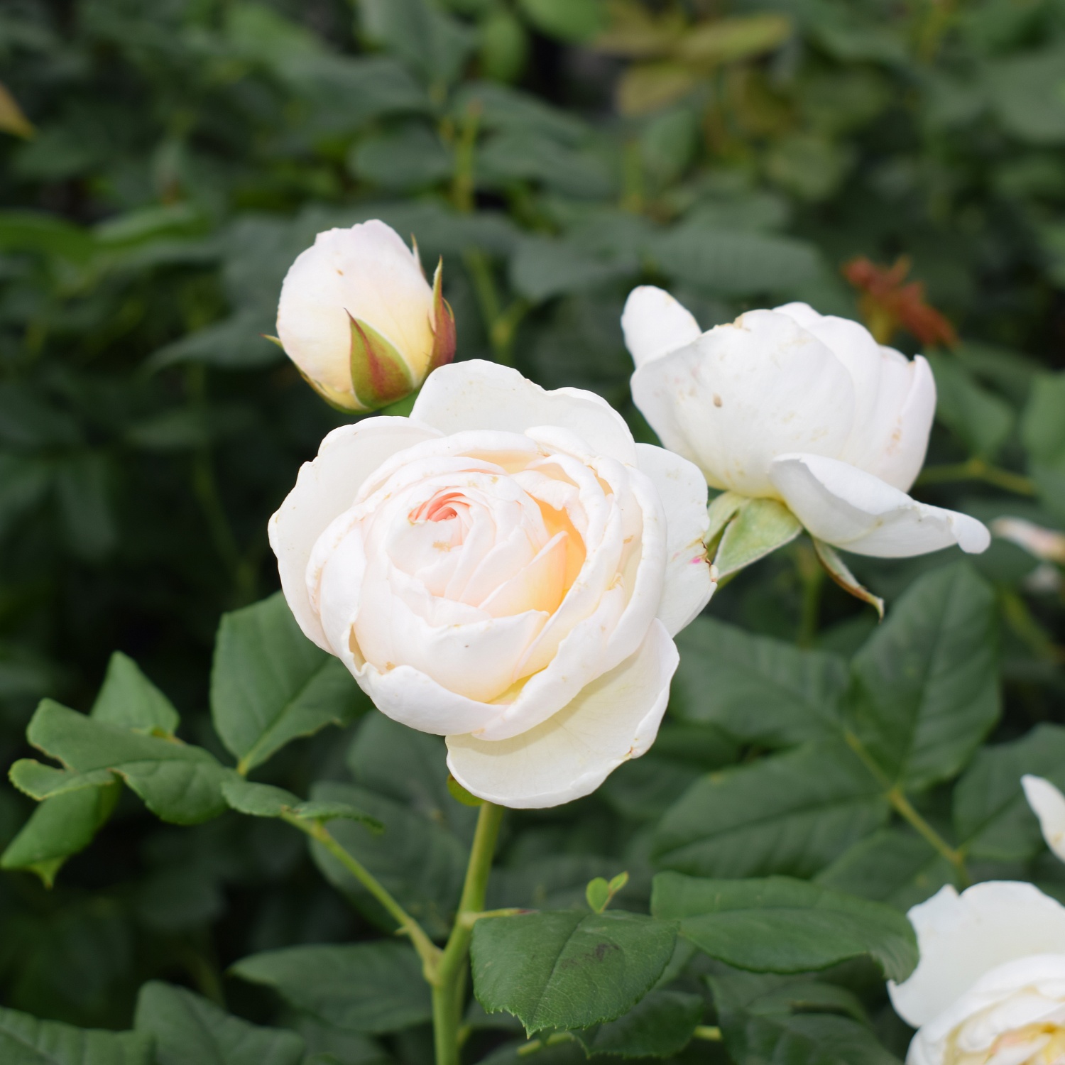 Розы красные… Розы прекрасные…. Или 200 сортов кустовых роз, которые могут украсить ваш сад и вашу жизнь! Розы красные… Розы прекрасные…. Или 200 сортов кустовых роз, которые могут украсить ваш сад и вашу жизнь!