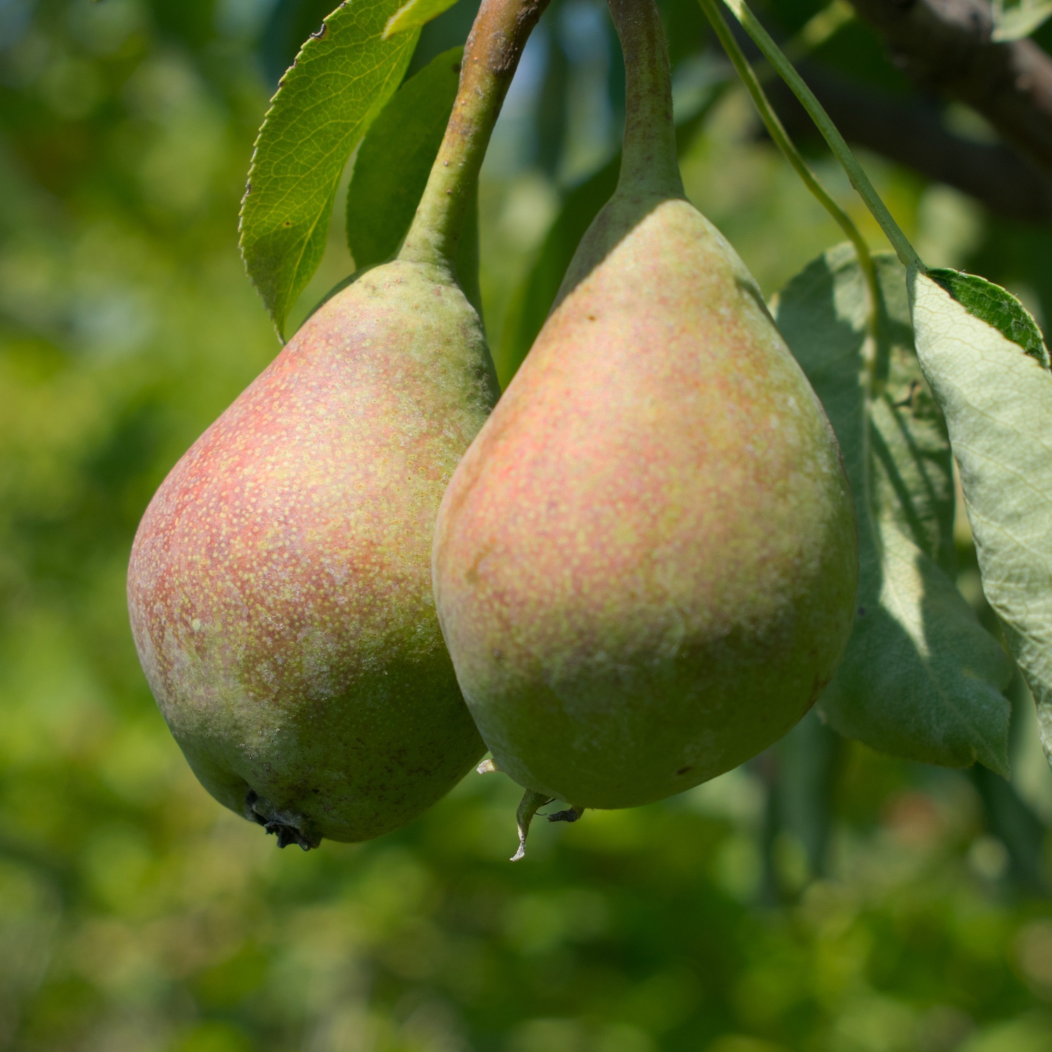 Наступает новый дачный сезон - а это прекрасное время для посадки саженцев плодовых растений