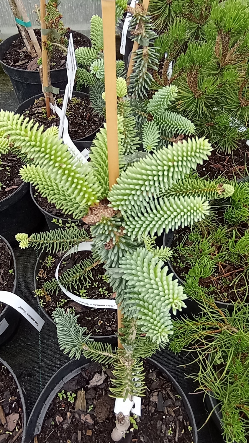 Пихта нумидийская "Glauca"