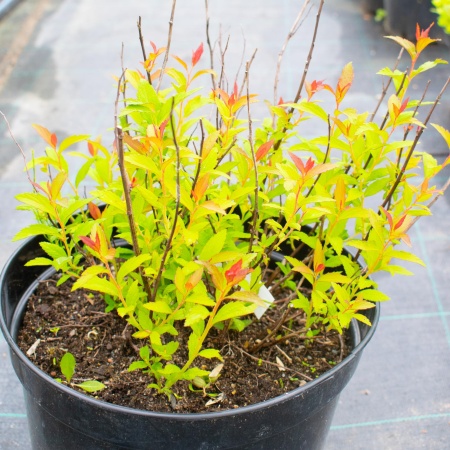 Спирея японская "Дартс ред" / Spiraea japonica "Dart's Red"