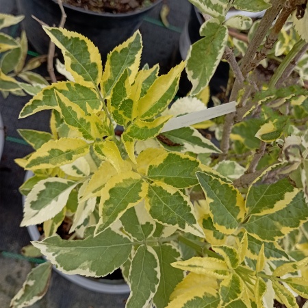 Бузина черная "Madonna" (Мадонна)