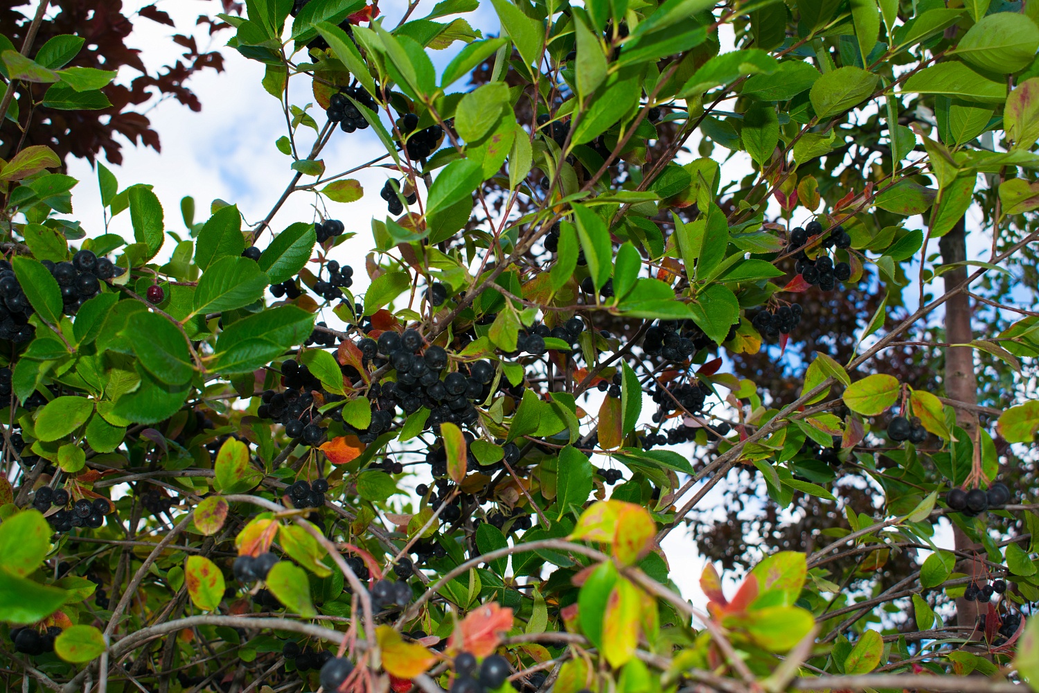 Рябина черноплодная «Арония»