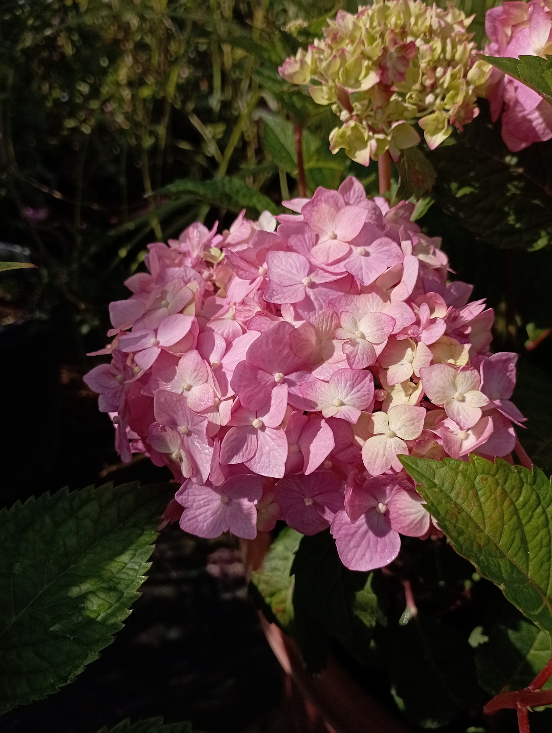 Гортензия крупнолистная "Endless Summer Bloomstar" (Эндлесс Саммер Блумстар)