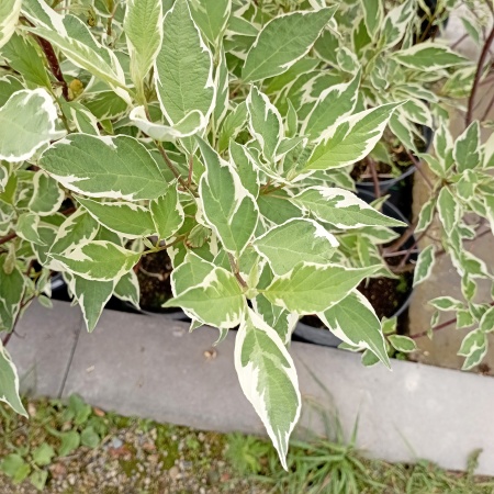 Дерен белый "Elegantissima"