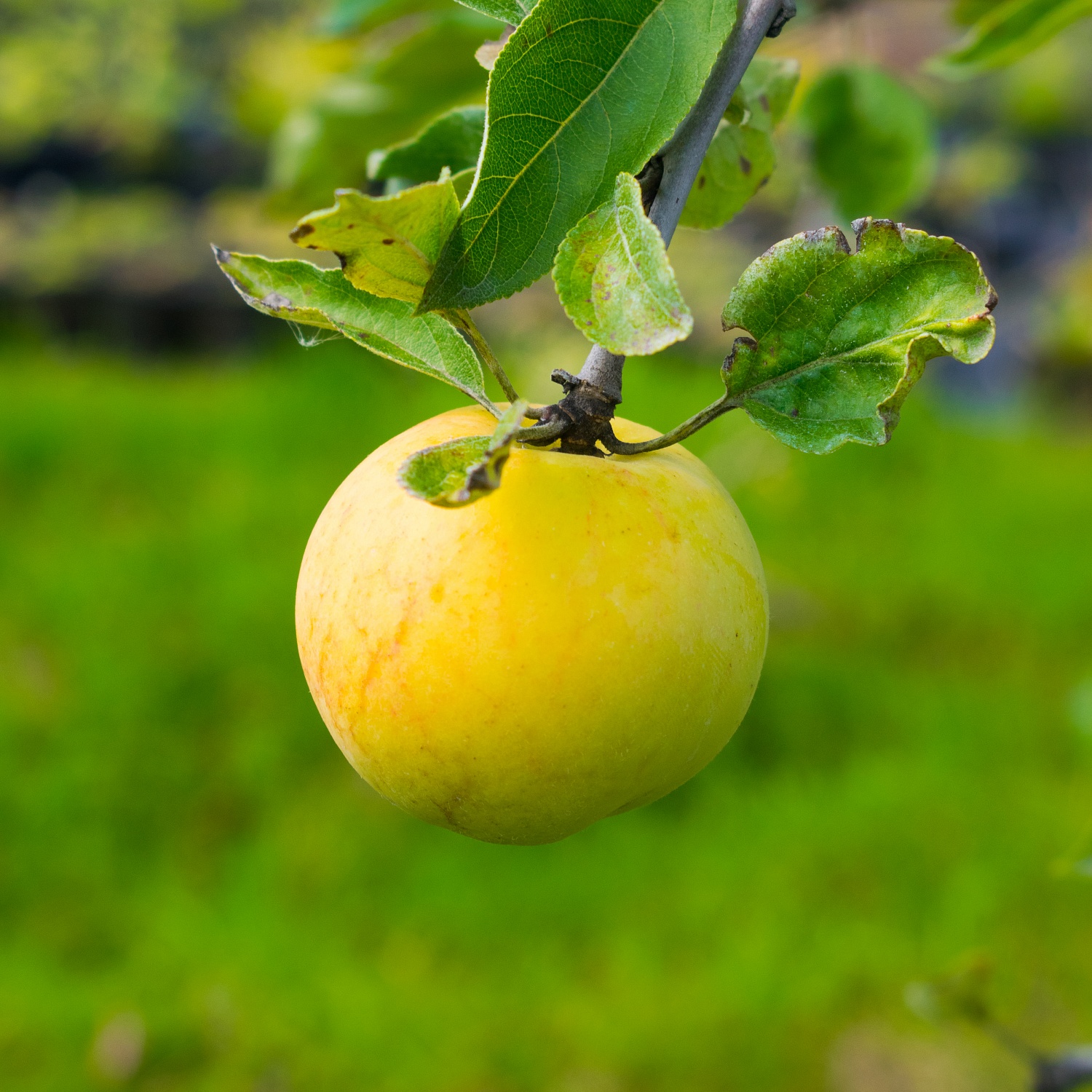 Наступает новый дачный сезон - а это прекрасное время для посадки саженцев плодовых растений
