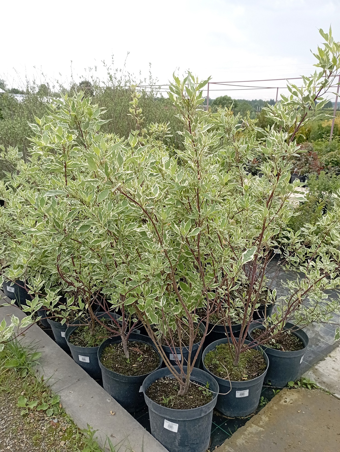 Дерен белый "Elegantissima"