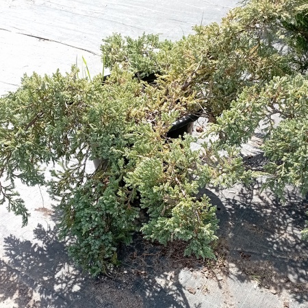 Можжевельник чешуйчатый «Blue Carpet» / Juniperus squamata «Blue Carpet»