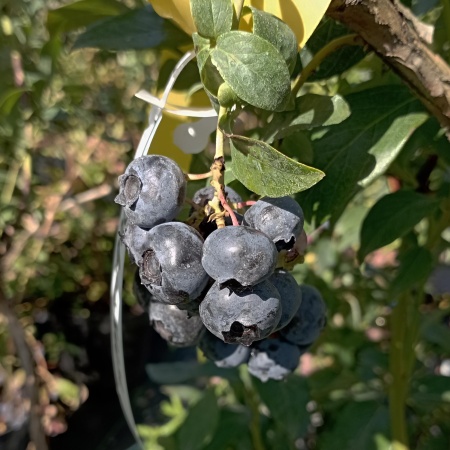 Голубика "Спартан"