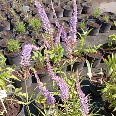 Вероникаструм виргинский (светло-сиреневый)