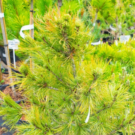 Сосна кедровая европейская