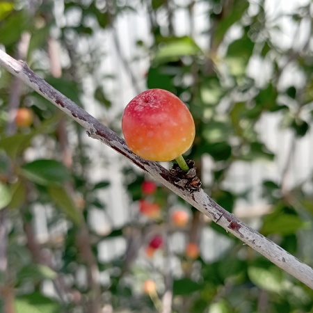 Вишня Булатниковская