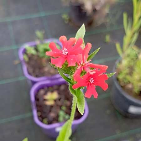 Лихнис халцедонский