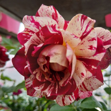 Роза чайно-гибридная "Хулио Иглесиас" (Julio Iglesias)