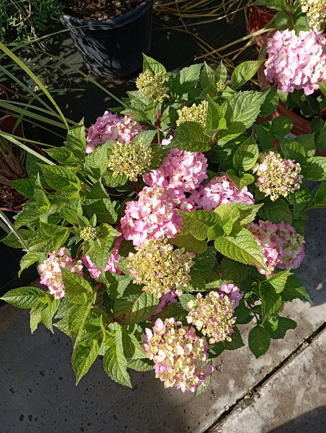 Гортензия крупнолистная "Endless Summer Bloomstar" (Эндлесс Саммер Блумстар)