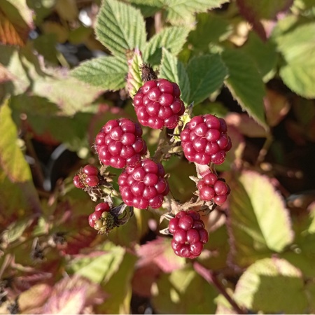 Ежевика "Торнфри"