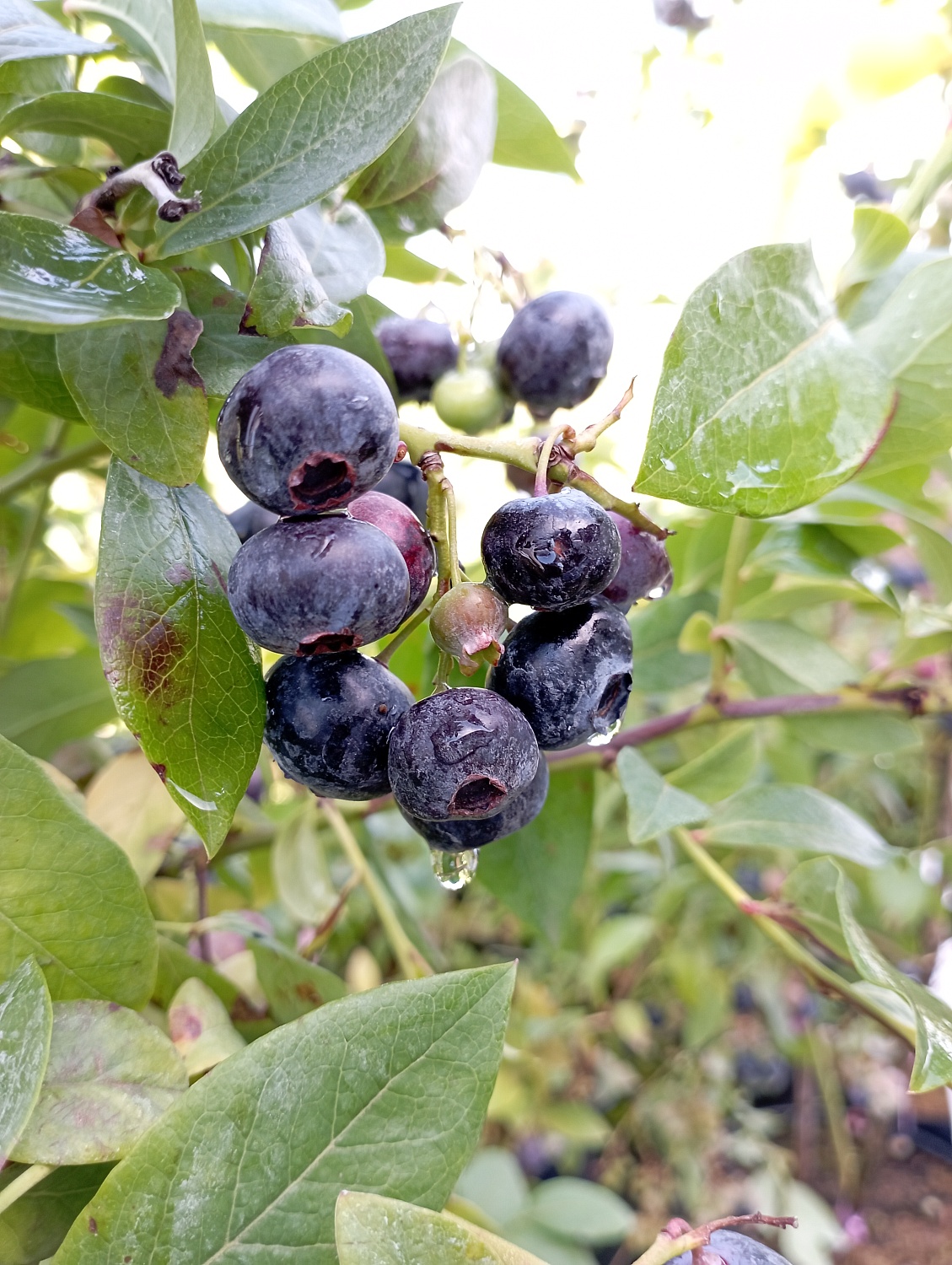 Голубика «Блюкроп»