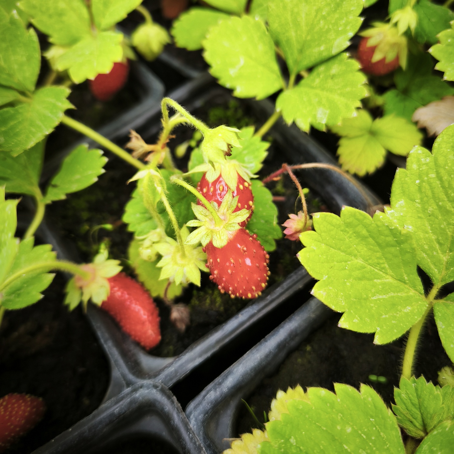 У нас поступление земляники