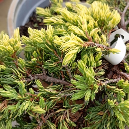 Можжевельник обыкновенный Goldschatz