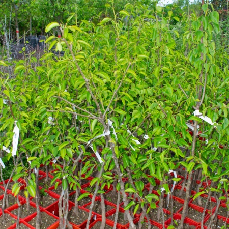 Груша "Ника"