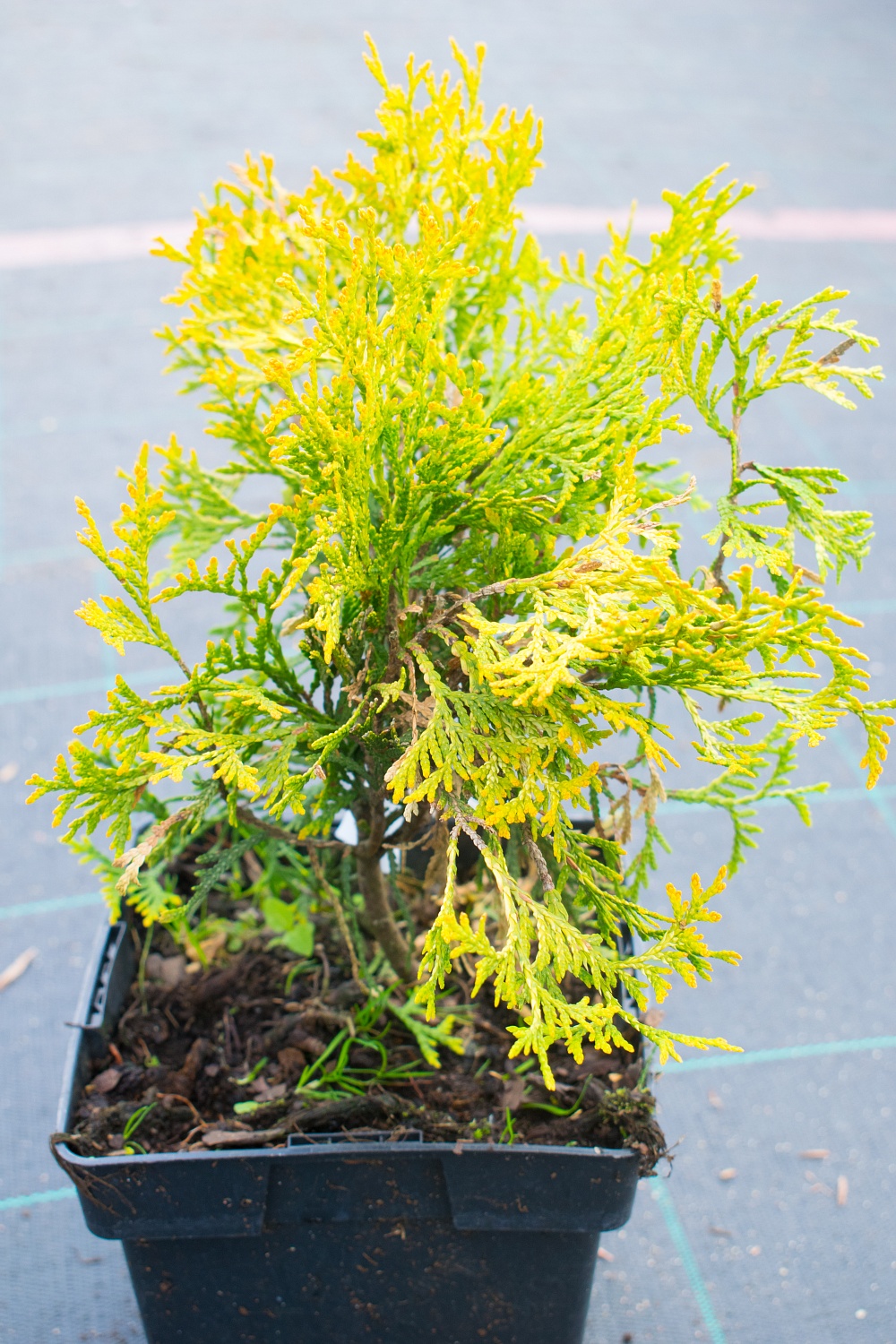 Туя западная  "Golden Globe"