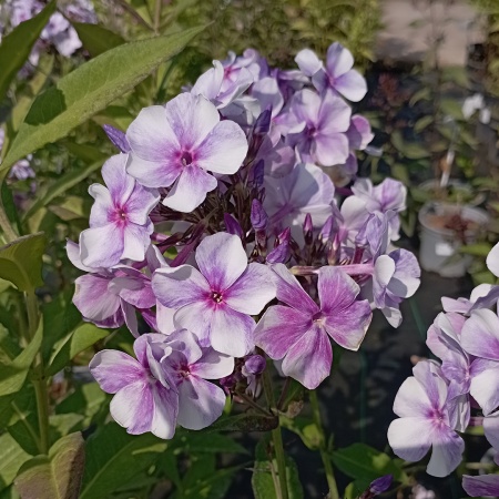 Флокс метельчатый "Griel" (Гжель)