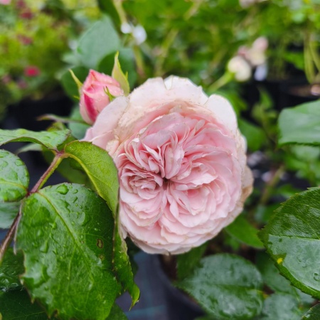 Роза чайно-гибридная Мария Терезия