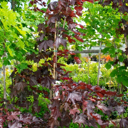 Клен остролистный "Роял ред" / Acer platanoides "Royal Red"