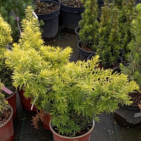 Тис средний "Katyn"