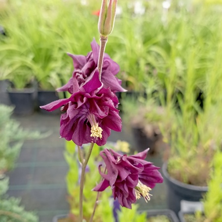 Аквилегия гибридная "Blak Barlow" (Блэк Барлоу)