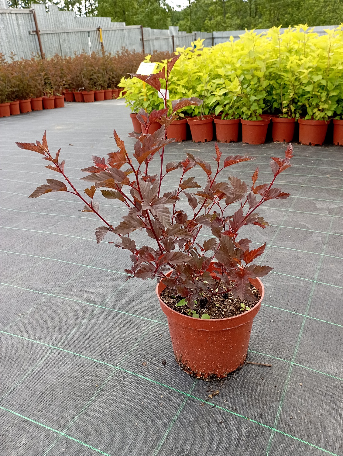 Пузыреплодник калинолистный "Diabolo"