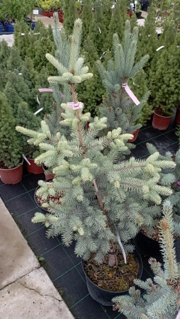 Ель колючая "Edith"