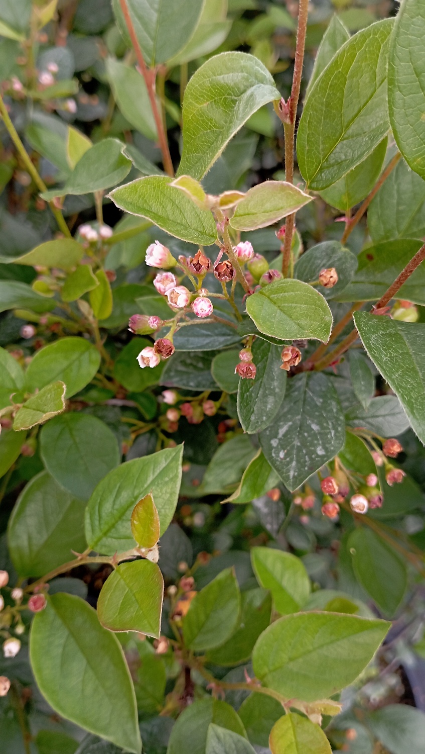 Кизильник  "Блестящий"