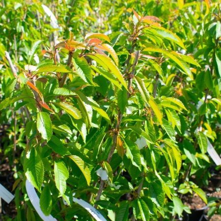 Черешня "Овстуженка"