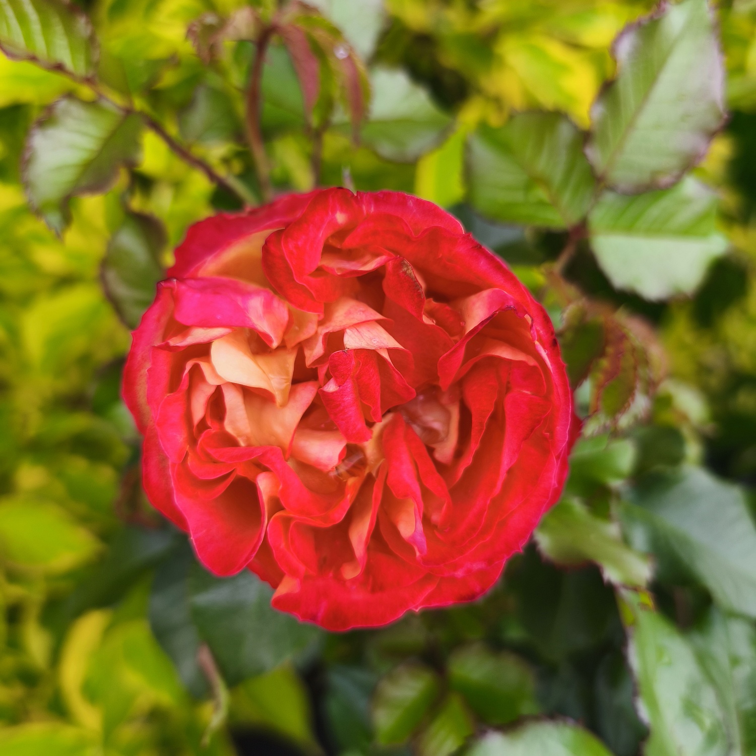 Роза Вулканика