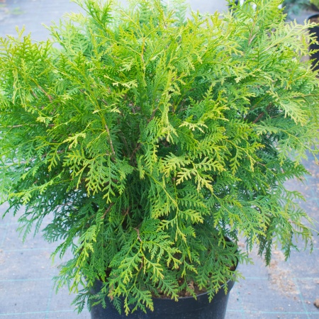 Туя западная "Вудварди" / Thuja occidentalis Woodwardii