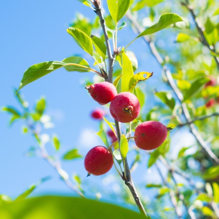 Яблоня "Китайка Долго"
