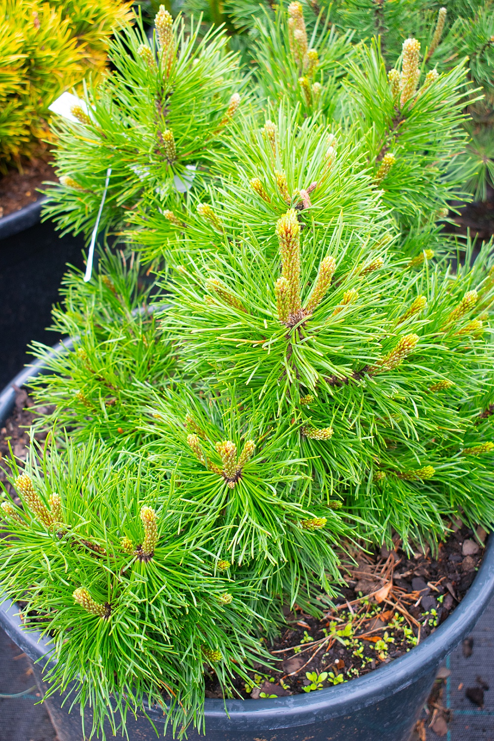 Сосна горная