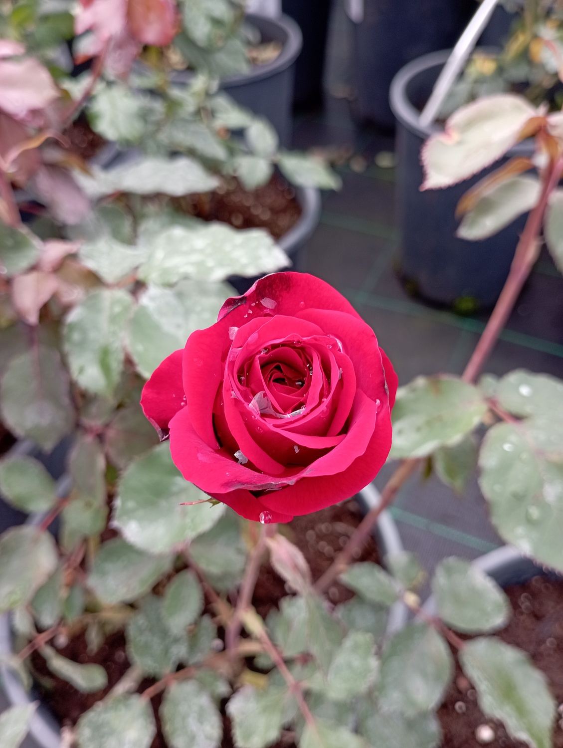 Роза английская "Кинг Артур" (King Arthur)