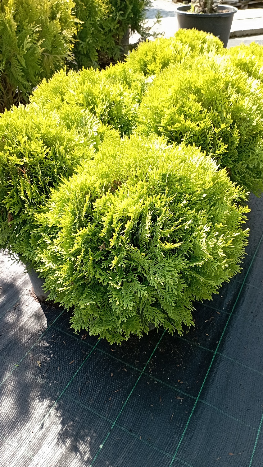 Туя западная Mirjam