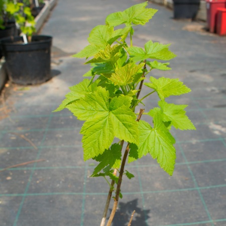 Смородина черная "Нара"