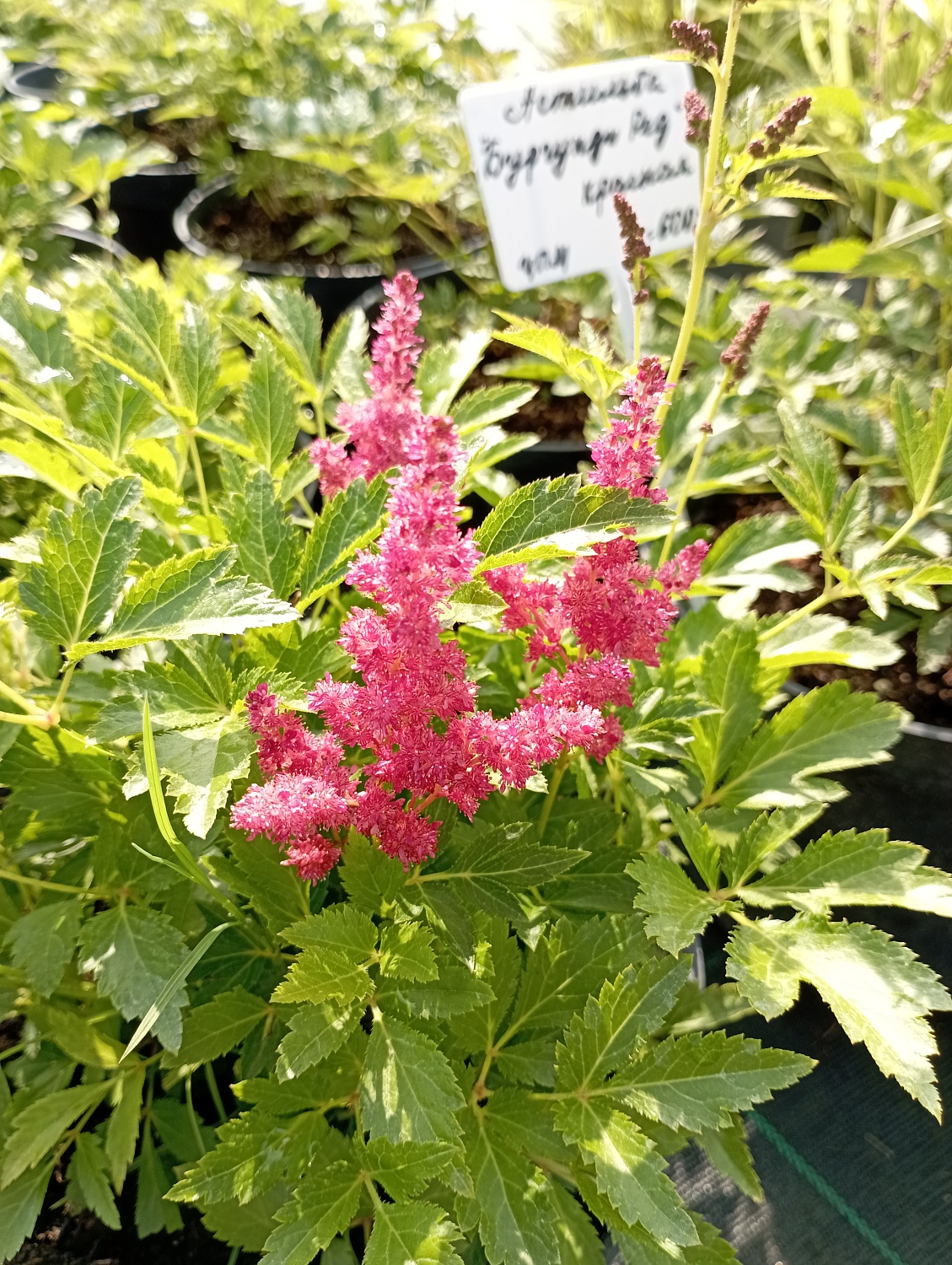 Астильба "Fireberry" (Файрберри)