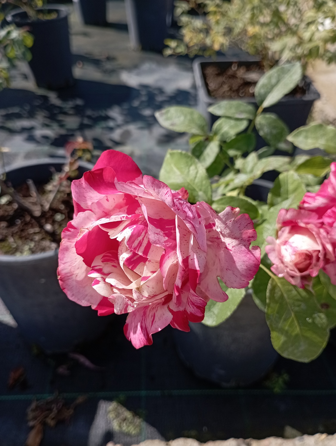 Роза почвопокровная "Сатина" (Satina)