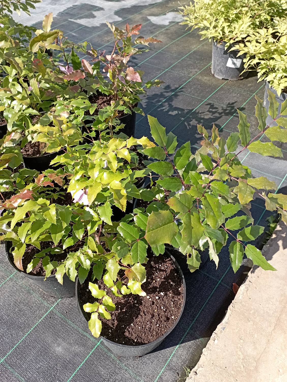 Магония падуболистная