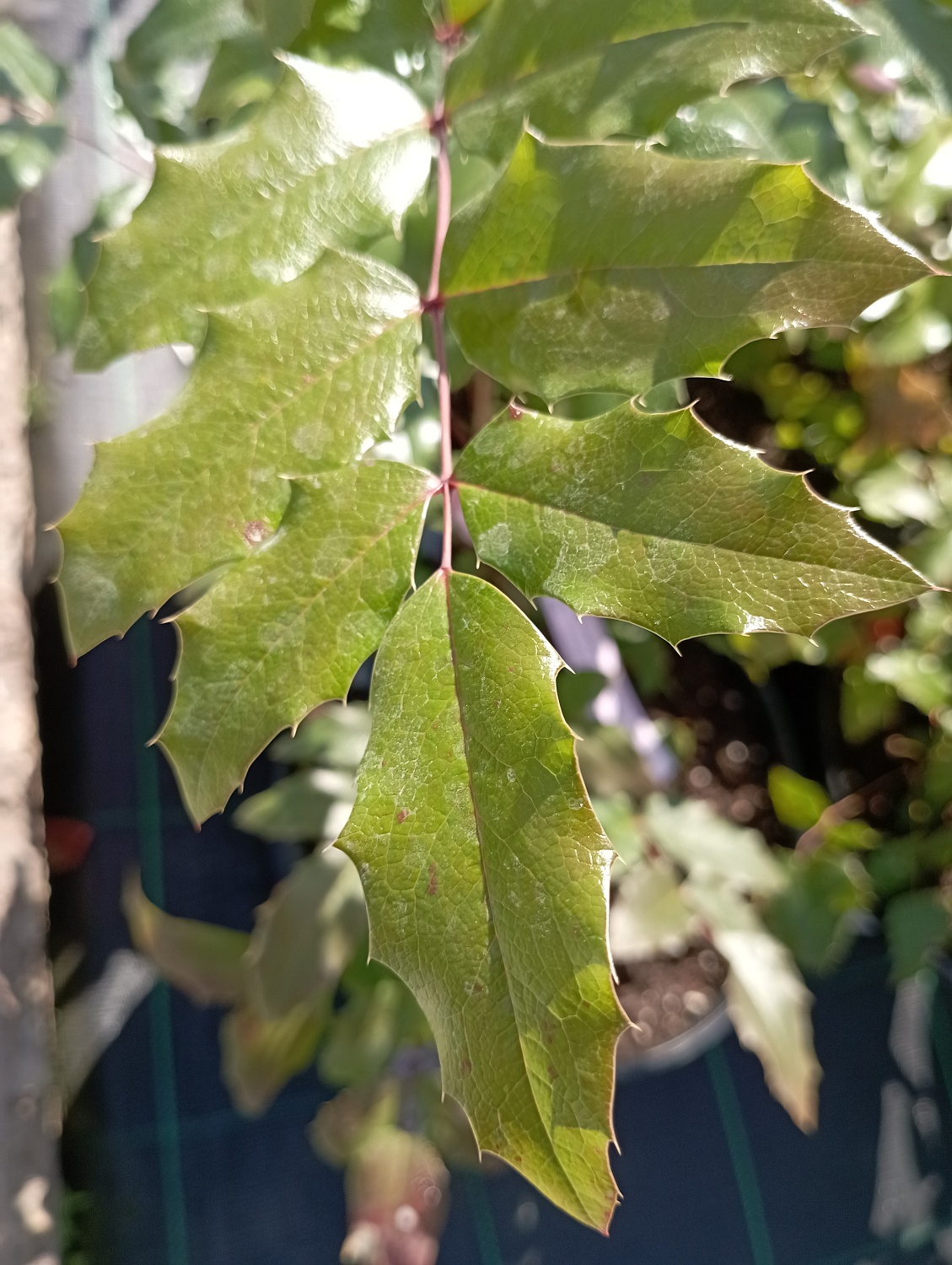 Магония падуболистная